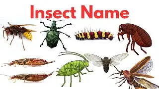 20 Insects Name | Learn Insects Names for Kids  in English | Names of insects | What is insect?