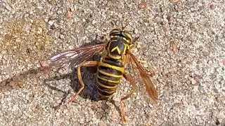 Eastern Hornet Fly (Spilomyia longicornis)
