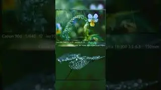 Macro World in 12 Shots | Nature Through My Lens