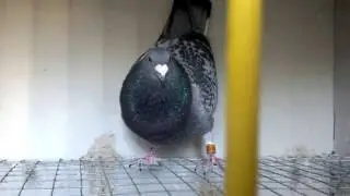 Cattrysse Pigeon