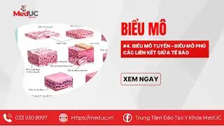 [Mô Phôi] #5 Biểu Mô Tuyến, Biểu Mô Phủ, Các Liên Kết Giữa Tế Bào Trong Mô Phôi
