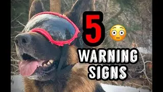Signs Your German Shepherd Needs Help NOW