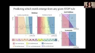 Claudia Cusseddu - Synaptic Plasticity Shapes Triplet Connectivity Motifs in Spiking Networks