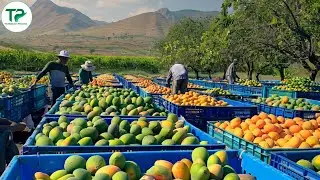 🥭Inside Australia&rsquo;s Mango Harvest &mdash; Sweetness Against the Odds | Agriculture Technology