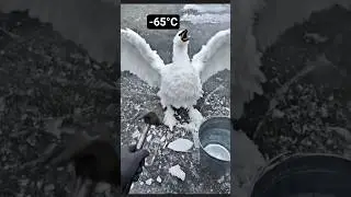 Frozen Lake Hero: The Man Who Saved a Great Egret
