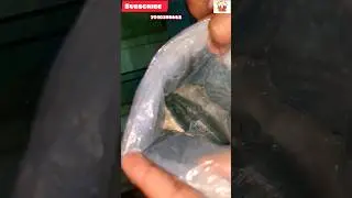 💥This week dispatch 📦 imported Kamfa frys sale 🐟 #aquarium #kamfa #flowerhorn #fish