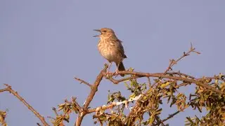Pink-breasted Lark Singing
