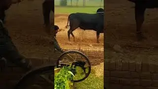 Bull-Powered Machine for Cutting Fresh Fodder #LabeeqaAgriFarm #VillageLife #TraditionalFarming