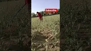 #desilifestyle#villagelife,#khetibadi#farming#kisan