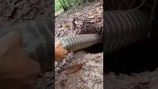 Pulling a massive python out of the ground #snake #rescue #wildlife