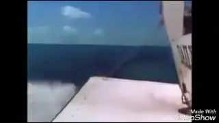 A fish saved a dog's life in the sea