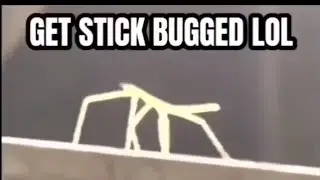 Get stick bugged for 45 minutes #insects #meme #funny #fypage #viral #viralvideo #stickbug #fyp 
