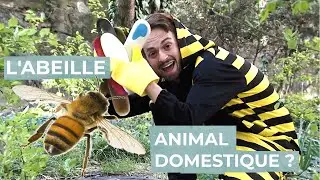 L'abeille est-elle un animal domestique ? - Collections Bestiales S04 E03