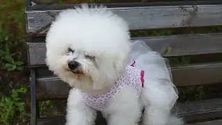 Спрей для питомцев с антибактериальным эффектом SEPT-PET