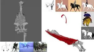 Integrating Biotensegrity in Modern Equitation
