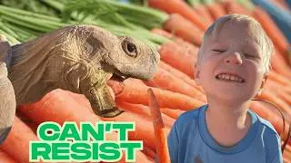 Our Sulcata Tortoise Goes CRAZY for Carrots 🥕