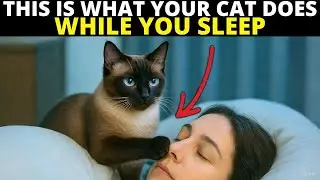 The One Strange Thing Your Cat Does Every Night While You Sleep (And It&rsquo;s About You)