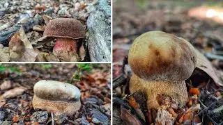 Huby Hr&iacute;by  na hub&aacute;ch 26.5.2022 - hr&iacute;b zrnitohl&uacute;bikov&yacute;, hr&iacute;b dubov&yacute;, grzyby houby muschrooms pilze
