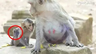 Very So Sad For Little Monkey Janna That Was Bitten By Old Monkey On Her Back
