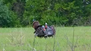 Self Filmed Turkey Hunt - Missouri 2025
