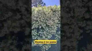 Blooming of star jasmine