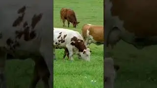Animal cow sound effect #shorts#animalsounds #cowsoundeffects