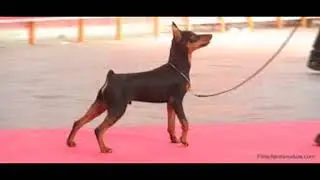 COMO ENTREANAR A UN DOBERMAN MINI