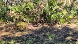 Saw Palmetto & Horrible Feral Hog Destruction at Brumley Trailhead Little Big Econ State Forest! 