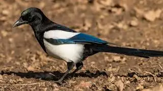 Black Billed Magpie Sounds | No Copyright