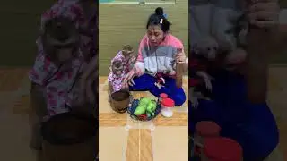 Little Monkey Family Preparing a Homemade Meal #MonkeyFamily #BabyMonkey #CuteMonkeys #BabyAnimals