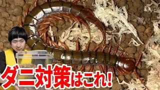 巨大ムカデをお手軽で安全に飼う方法