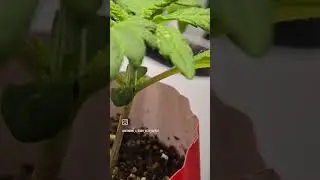 It's Day 13th for my little Sherrilla Autoflower TESTER by Aeque Genetics .