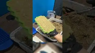 Easy DIY Fish & Coral Food Recipe | Affordable Aquarium Feed