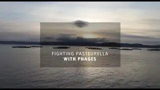 Fighting bacterial infections with Phages