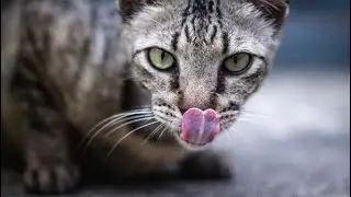 How cats mate