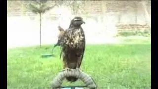 Falco Control - Nuestras Aves (&Aacute;guila Escudada)