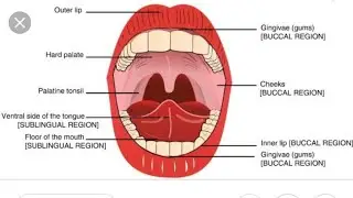 Sublingual Route of Drug Administration