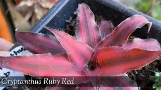 CRYPTANTHUS | EARTH STAR | VARIETIES | COLLECTIONS | NAME