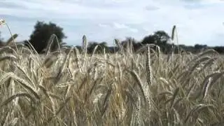 Grain Field Video Stock footage 003124