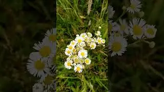 Ромашка, бывает крупная, а это мелкая.   #gardening #bee #plants #spring #insects