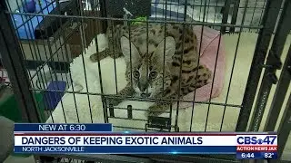Dangers of keeping exotic animals as pets | Action News Jax