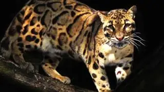 World Land Trust's Big Cat Appeal