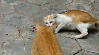 Really love small kitten eating food why the cat angry her
