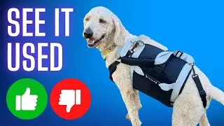 Review: SENIOR BUDDAY Dog Lift Harness for Large Dogs