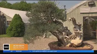 New England Bonsai Gardens in Bellingham offers lessons in unique hobby