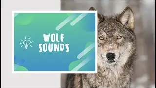 Wolf Sounds for Kids | Animal Sounds