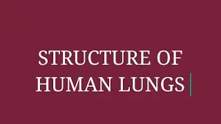 STRUCTURE OF HUMAN LUNGS