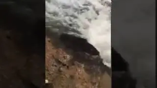 Sauble falls fish