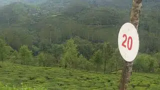 DEVIKULAM ROAD MUNNAR KERALA