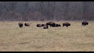 The Bison at Battelle Darby Creek Metro Park Nature Center Part II